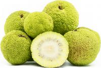 Nature Is Never Frivolous: The Unsung Value and Enduring Legacy of Ashgabat’s Osage Orange