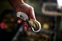 Virginia Finds the Outbreak's Salmonella Type in All Four Tested Oyster Leases as CDC Tracks Five Fall Outbreaks, From Shellfish to Pet Turtles