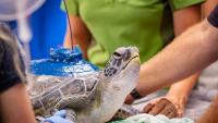 Satellite tracking reveals hidden journeys of New Zealand’s green sea turtles