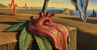 Marijuana and heart disease: A troubling study. Or maybe not.