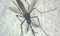 Researchers identify gene key to mating of yellow fever mosquitos