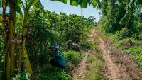 Traditional crops offer a taste of tomorrow