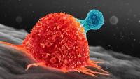 How diabetes could give clues to treat major cancers as disease supercharges immune cells to kill tumours