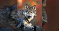 8-Year-Old Girl Mauled By Wolf While Inside Enclosure At German Wildlife Park; Child In Critical Condition