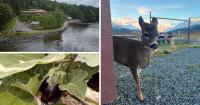 AROUND ALASKA: Healing Center, Prison Farm Harvest, and Orphan Deer!