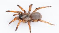 Scientists Sequence Genome of Spider Named for Stephen Colbert