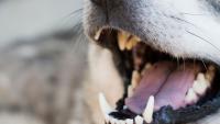 Iowa City Animal Services investigates dog bite