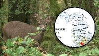 Michigan DNR launches public heat map to help track suspected EHD cases in deer