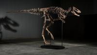 PHOTOS: Dinosaur fossil discovered in Montana sells for $47.3 million at auction
