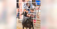 Nine E. coli cases in Dallas possibly tied to State Fair of Texas petting zoo