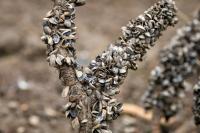 Mussels Invading Utah But Great Lakes Offers Surprising Good News