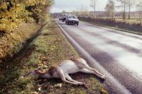 One Surprising Reason Deer Collisions Spike On Utah Highways
