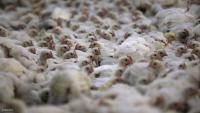 South Africa says no blanket ban on Brazil poultry after Newcastle outbreak