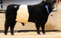Sales round up: Belted Galloway record, commercial heifers to £14,500, Swales to £85,000, autumn pedigree sales