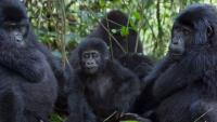 Gorilla tourism at risk as report urges stricter tracking rules