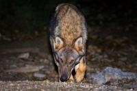 Wolf attacks in Greece: Professor warns against growing presence in cities and tourist beaches