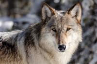 Girl seriously injured after being attacked by wolf in Germany