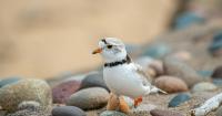 Record population numbers show Michigan really is for plovers