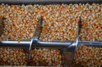 Philippines expands corn import quota as feed supply gap widens
