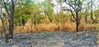 Fires and weak monitoring hinder reforestation efforts in Mozambique