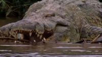 Killer crocodile 'ate 300 people' in reign of terror and has never been caught