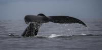Unlike anything I’ve seen: why this whale season has marine scientists puzzled