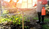 Why That Homemade Weed Killer May Be Damaging More Than Your Weeds