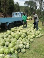 Rwandan Farmer Targets Bigger Profits Through Watermelon Farming and Fruit Processing