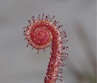 The World's Newest Carnivorous Plant Is a Red Sundew That 'Death Hugs' Its Insect Prey. Its Survival Depends on a Rare and Disappearing Florida Habitat