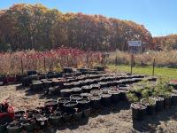 Farming a Forest, from Pines to Persimmons