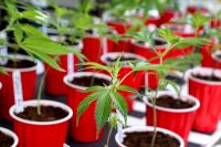 Cannabis may make adolescents more vulnerable to mental illness. Here's why