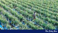 How one man’s experiment grew a tomato seedling industry