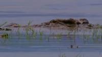 300 people feared killed by giant 20-foot crocodile - never caught