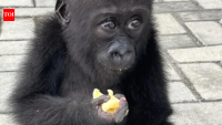 Wildlife traffickers may have killed her family to capture her; rescued baby gorilla Bili begins a second life in Congo