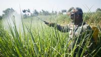 Climate change helps insects devour more crops even as farmers spray more pesticides