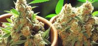 New Hampshire Democratic Gubernatorial Candidate Backs Adult-Use Cannabis Legalization During Debate