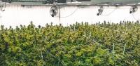 Analysis Finds Multi-State Operators Dominate Pennsylvania’s Medical Cannabis Industry