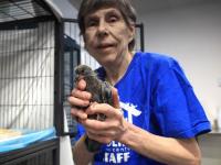 Abbotsford wildlife centre fielding 60 calls a day as sick birds fall from the sky