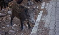 Wild boar sightings increase on Zagreb streets as city introduces special traps