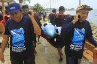 Indonesia trains teams to protect stranded marine mammals