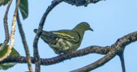 October 29, 2026 With a few hundred left, this pigeon’s best hope may be its hunters BIODIVERSITY 6 min