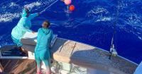 Fingerprints of the sea: FIU researchers identify sharks with new technique