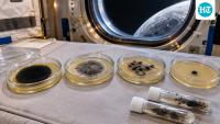 NASA sent a black fungus and three mutants around the Moon; all grew during Artemis I’s 25-day flight as researchers tested DNA repair and melanin
