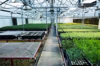 Commentary: The New Mexico Reforestation Center is a key part of rebuilding New Mexico’s forests