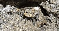 Scientists exploring island suddenly see ‘eight long legs poking out of a hole’