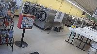 'Mayhem’ erupts as deer slams into woman, crashes through North Carolina laundromat window