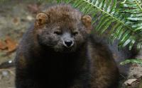 DWR Needs Your Help to Track Rare and Elusive Animals