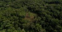 US lawmakers urge Trump administration to oppose Colombia's Amazon aerial spraying plans