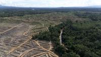 New evidence links Singapore palm oil giant to Indonesian deforesters, despite denials
