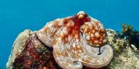 Scientists Discovered Shape-Shifting DNA That Birthed Some of the Smartest Creatures in the World